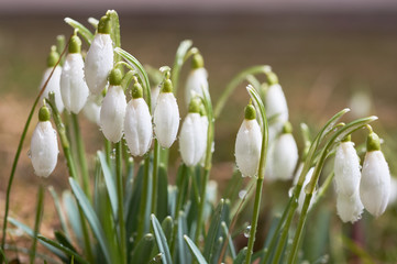 white snowdrops with drops