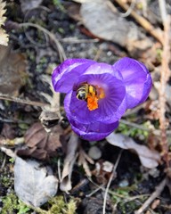 Eine Krokus Blume blüht schon am Monatsanfang im  März darüber  freut sich eine Biene und sammelt den Blütennektar.