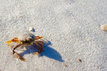 Crab with Barnacles on the Beach