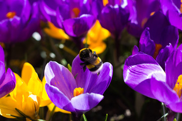 Bumblebee on a Crocus Flower