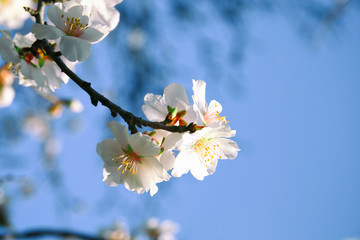 background of spring white cherry blossoms tree