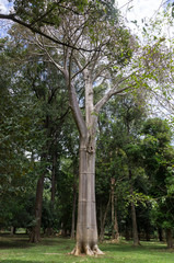 Fototapeta na wymiar Baobab, Jardin botanique de Peradeniya, Kandy, Sri Lanka