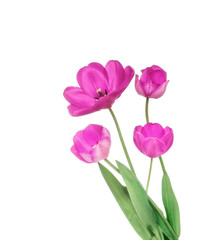 pink tulips isolated on a white background