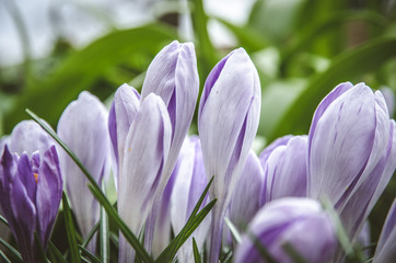 violet crocus flower