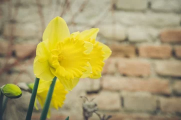 Crédence de cuisine en verre imprimé Narcisse yellow daffodil flower