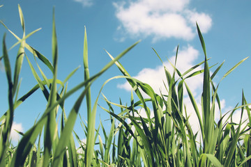 low angle view of fresh grass against blue sky