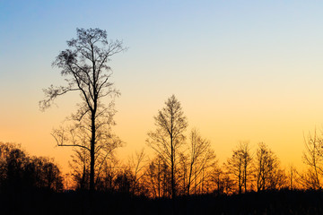 Fototapeta na wymiar Silhouettes Of Trees Without Leaves On A Background Of Beautiful