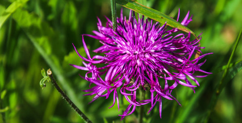 Violette Flockenblume