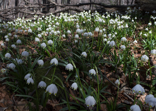 Leucojum Vernum