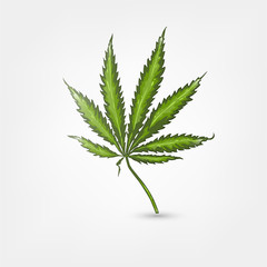 Realistic Weed Marijuana Leaf. Cannabis Plant