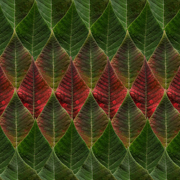Green and red leaves from poinsettia