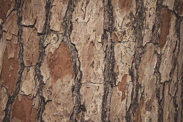 Pine wood texture