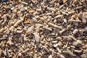 Detail of coral beach on background