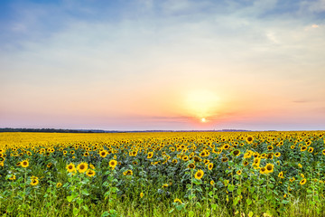 Obraz premium Evening sunset over a field of blooming sunflowers. Rural natural landscape.