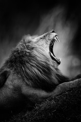 Black and white image of a lion