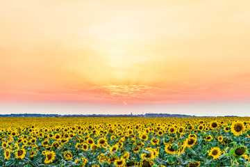 Obraz premium Bright colorful sunset over the village and field of sunflowers. Sunny glow dusk over the horizon. Rural landscape.