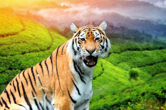 Tiger on the background of tea plantations