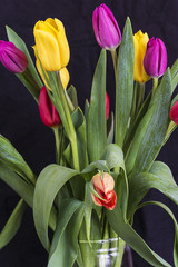 bouquet of fresh tulips on a black background