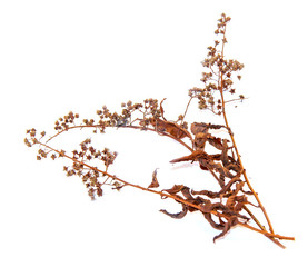 abstract brown twig of dried bush with small open bolls seeds