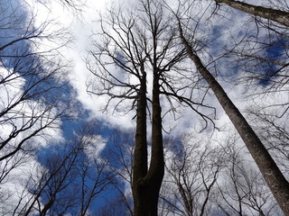 Empty trees against the sky