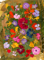 motley multicolored applique clearing of dried pressed flowers
