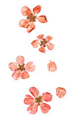 Pressed and dried flowers quince blossom