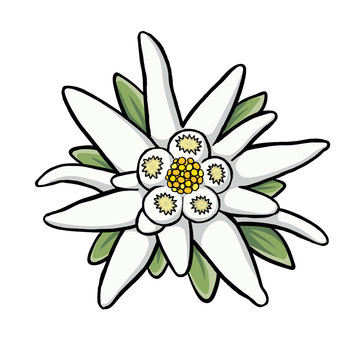 Edelweiss Blüte