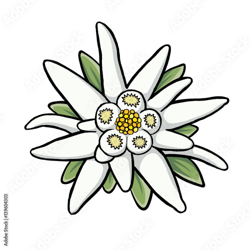 "Edelweiss Blüte" Stock image and royaltyfree vector "Edelweiss Blüte" Stock image and royaltyfree vector
