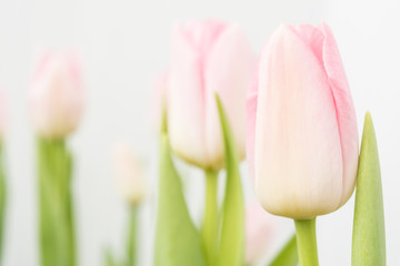 spring flowers tulips, bokeh background
