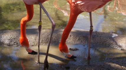 Flamingos cooling off