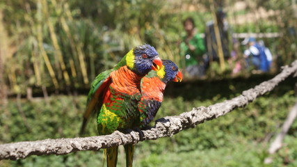 Colorful birds