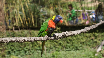 Perched colorful bird