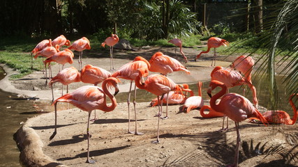 Flamingos