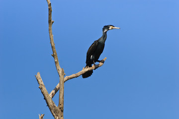 cormorant (phalacrocorax carbo)