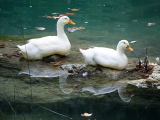 Couple of ducks with their reflections on water