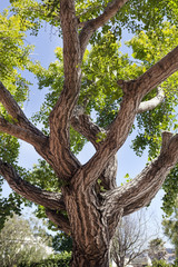 Ginkgo or gingko tree. Vertical.