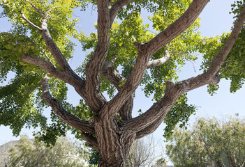Ginkgo or gingko tree. Horizontal.