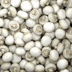 Close up on a large pile of white button mushrooms