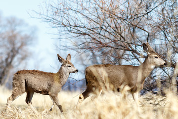 Deer walking near the trees