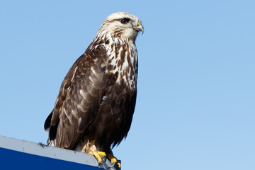 Rough-legged Hawk sitting on a sign