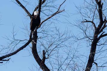 Bald eagle sitting in a tree