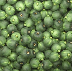 Close up on a large pile of ripe round zucchini.