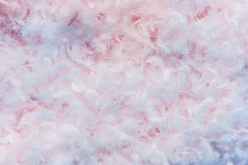 Background texture of soft light blue and pink feathers