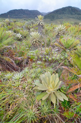 The Puracé National Natural Park with Espeletia plant , commonly known as frailejón in Colombia.
