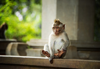 Catarrhini catarrhini the Old world sits and holds his paw in his mouth