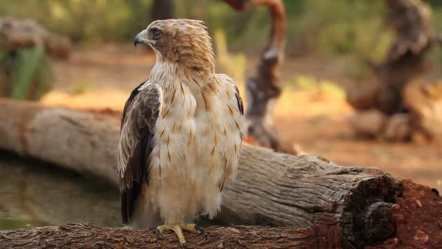 Adult male of Booted eagle pale morph. Aquila pennata