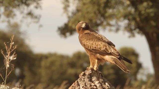 Adult male of Booted eagle dark morph. Aquila pennata