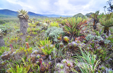 The Puracé National Natural Park with Espeletia plant , commonly known as frailejón in Colombia.
 - obrazy, fototapety, plakaty