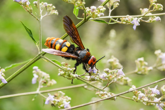 The adult (imago) Scola giant, or Scola spotted (lat. Megascolia maculata = lat. Scolia maculata) is a species of large wasps from the family of skoli.