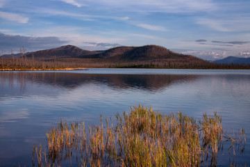 Grass growing in the water on the lake. Lake Labynkyr. Yakutia. Russia.